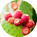 Opuntia vulgaris özü