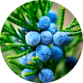 Juniperus comunis özü