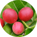 Gymnema sylvestre